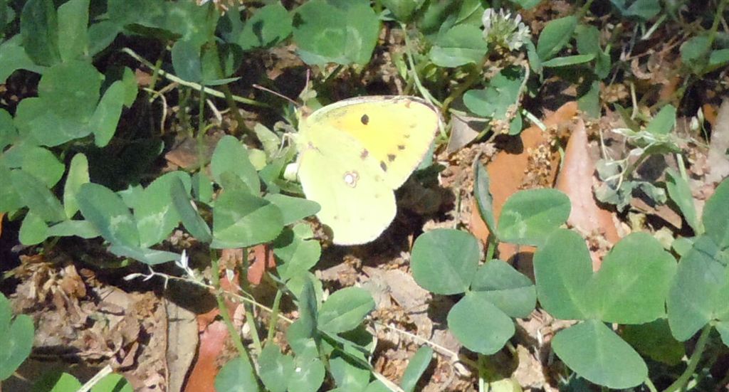 Colias crocea?